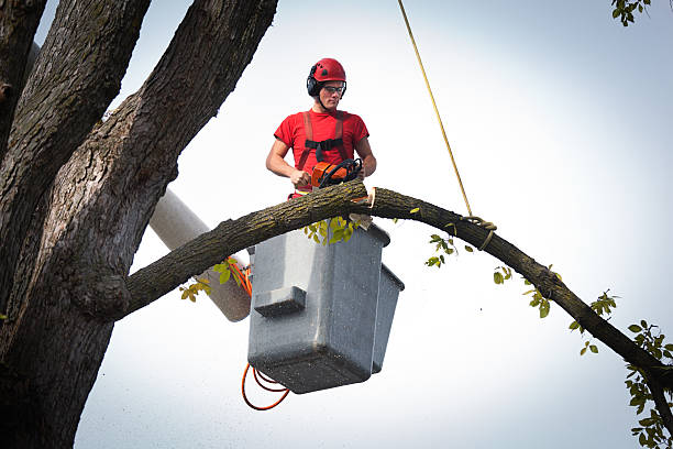 Best Stump Grinding Near Me  in Grosse Pointe Park, MI